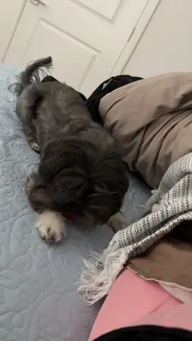 I have been attacked! #shihtzu #pet #fyp #dog #dogtoy 