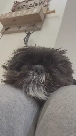 My Heart ❤️  • #fyp #foryoupage #shihzhu #cutedog #lasvegas 