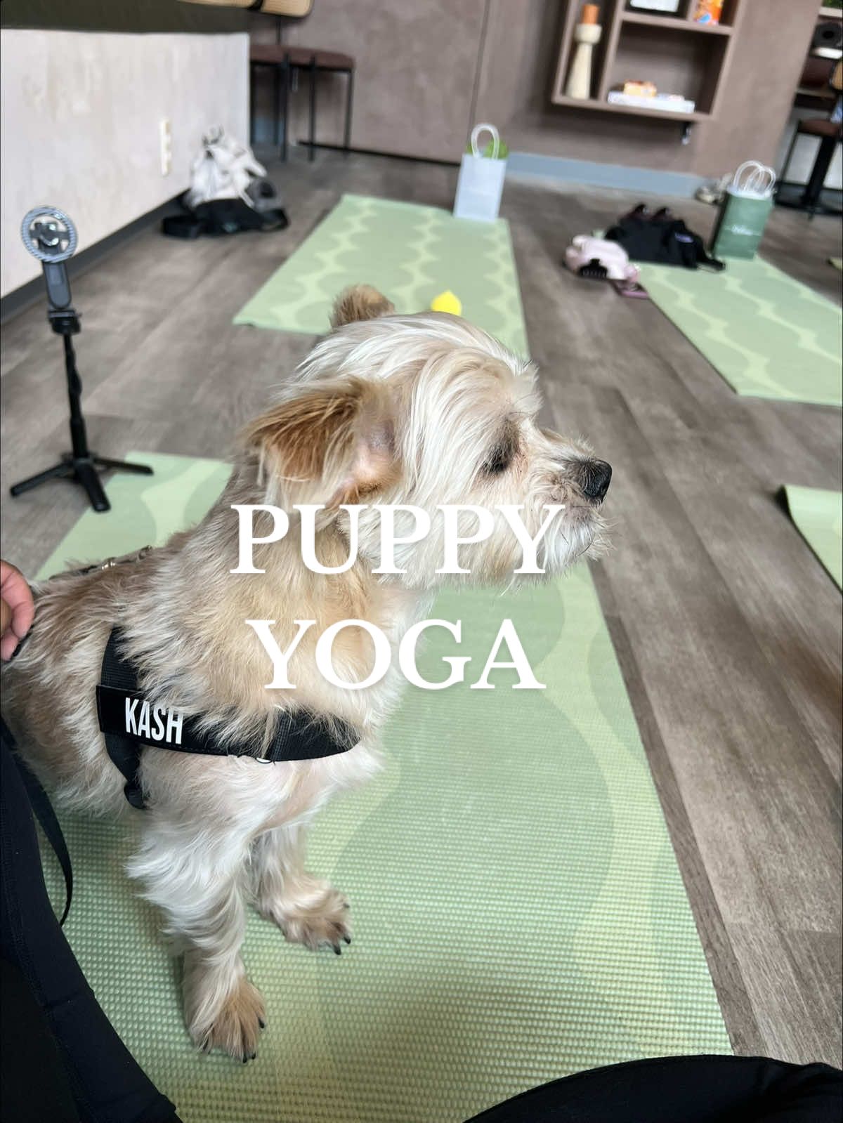 This Puppy Yoga event at @Sugar & Sip Coffee Shop was soo much fun! I’m so proud of my boy for behaving himself, I would definitely do it again! 💚🐶🐾 #puppyyoga #cltevents #thingstodocharlotte #cltnc #yoga 