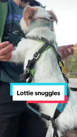 Lottie is a very social dog, and part of that is relying on me to help her feel calmer during exciting activities! She loves getting pets before running. #dogbehavior #smalldog #terrier #jackrussell #cutedog #dog #dogsofttiktok #jrt #bikejoring #activelifestyle #bike 
