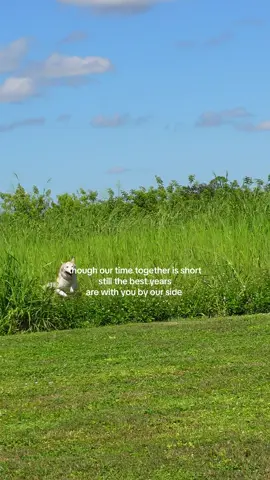 the best years are with you 🤎🥹 #viral #fyp #foryoupage #dogs 