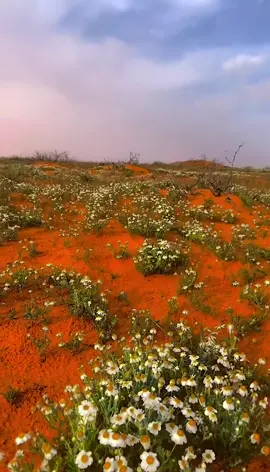 #اكسبلور #تصويري #اجواء_الشتاء #مناظر_طبيعية #الروسان 