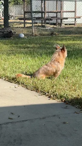 Always watching #petthings #dogsoftiktok #enjoyinglife #mypet 