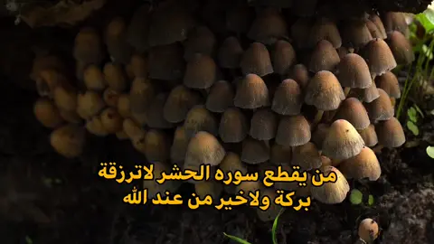 سوره الحشر/عبد الباسط  #حسنات #عبد_الباسط_عبد_الصمد  #حسنات #viral #fypシ 