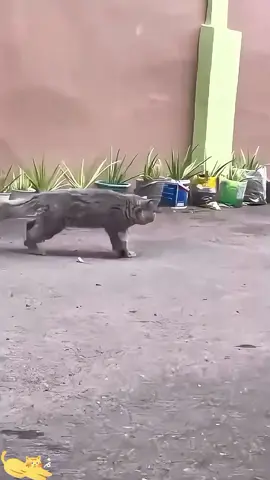 funnycats😂😂😂#funnycat #cutecat #funnyvideos #viral_video 