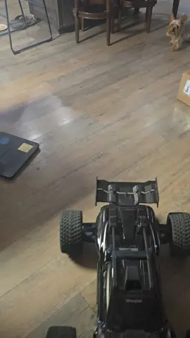 Traxxas XRT vs Yorkies!!! #fyp #viralvideo #yorky