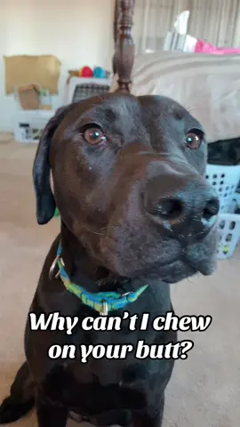 Cats vs dogs. The Resident alien sound. #trendingsound #fyp #PetsOfTikTok  Higgins butt is irresistible btw 😂