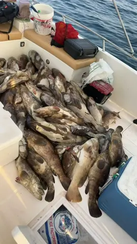 صيد هامور مغاوص #الحمدالله_علی_کل_حال❤ #قطر #بحر 