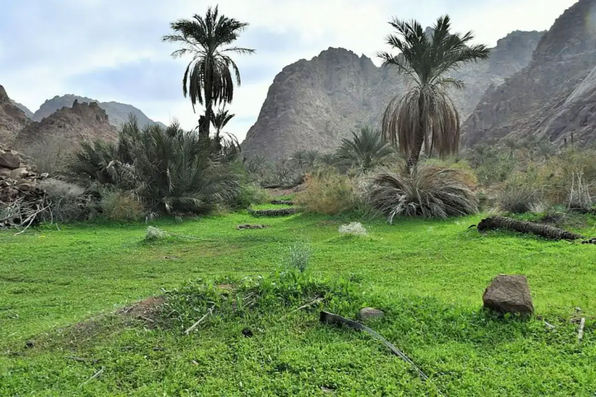 وجهات رحلات برية خلابة السعودية: محمية شرعان: ووديان وصخور ذات نقوش أثرية، وتجربة سفاري فاخرة.  غابة رغدان: أشجار عرعر، مطلات ضبابية، جسر معلق، وفعالية الانزلاق الحر.  الربع الخالي: أكبر صحراء رملية في العالم، مناسبة للمغامرين المحترفين.  صحراء الدهناء: سلسلة من الكثبان الرملية الذهبية.  حافة العالم: من أشهر المعالم في منطقة الرياض.  جُبة: منطقة تشتهر بالنقوش الصخرية التاريخية.  #هيفاء_سليماني 