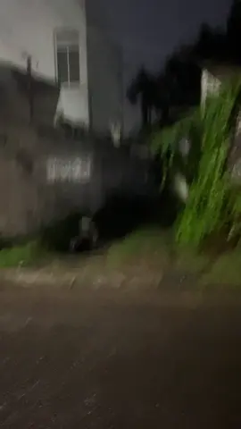 In the middle of the night along the street #porcupine #srilanka #animal 