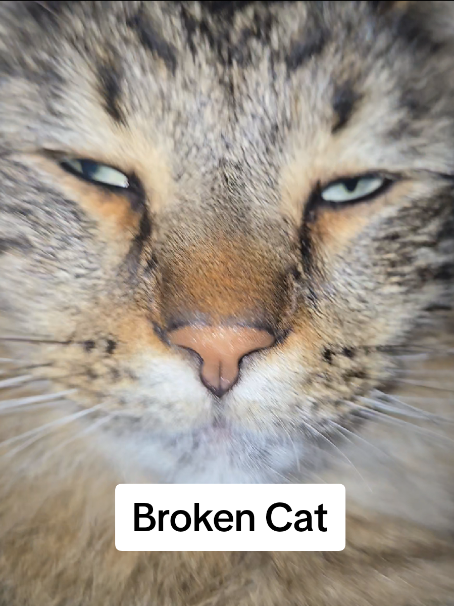 🙄 He's already immune to my loudness. hmph  #cats #catsoftiktok #catjokes #funnycat 