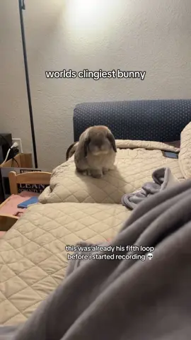 happy one year anniversary to the first video the internet has seen of taro 