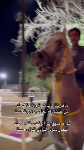 بصهوة الفحل براق بعد التشغيل#مربط_درة_نساح_للخيل_العربية_الاصيلة #نساح 