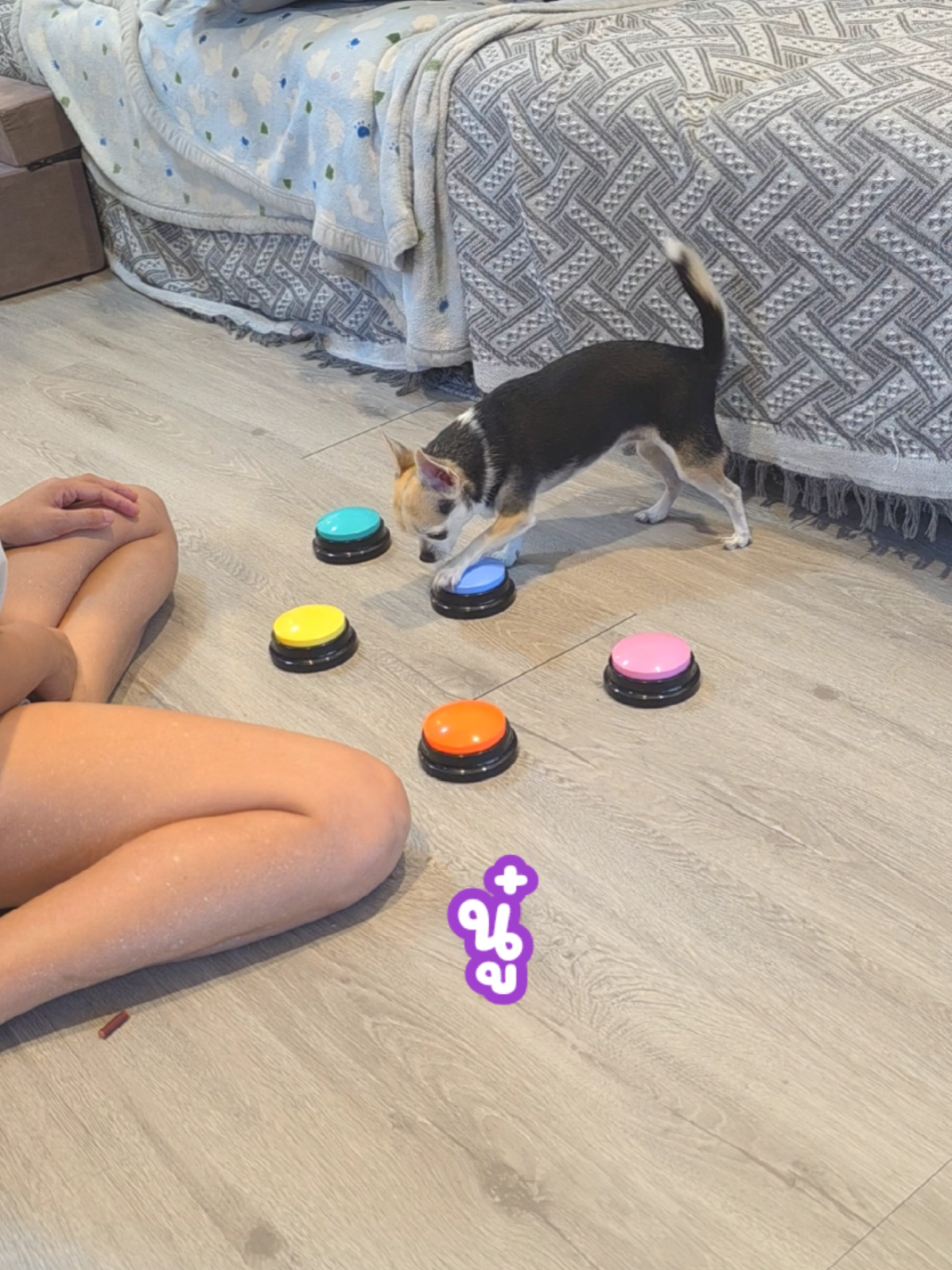 เมื่อวานได้แก้แค้นแระ😅วันนี้รักแม่เหมือนเดิม😂@mimi shop@2525 @mimi shop@2525 @mimi shop@2525 #สุนัขน่ารัก #สวนสัตว์tiktok #สุนัข #สุนัขแสนรู้ 