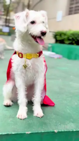 Será que o bairro está salvo com esse AUrói? 🤭 #meukryptonahbomax #hbomax #superman #krypto #cachorros 