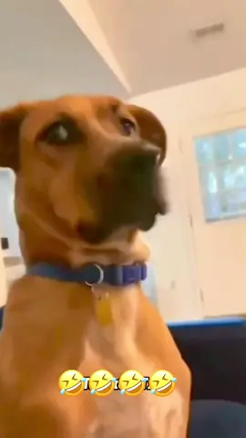 😂😂😂😂 #fumnyvideos #voiceover #PetsOfTikTok #dogsoftiktok #catsoftiktok 