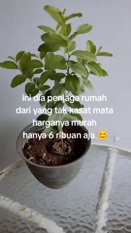 daun Bidara kaya manfaat hanya 6 ribuan aja 😊#daun #daunbidara#daunbidaraarab#daunbidaraasli 