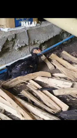 #folllowers♥♥  #creepy  #highlights 