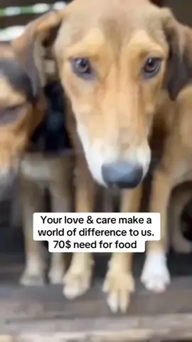 #foryoupage #donatellaversace #dogfood #foryoupage 