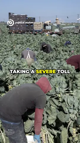 Immigration raids devastate Florida's small businesses and agricultural sectors. #AsylumNewsUpdates