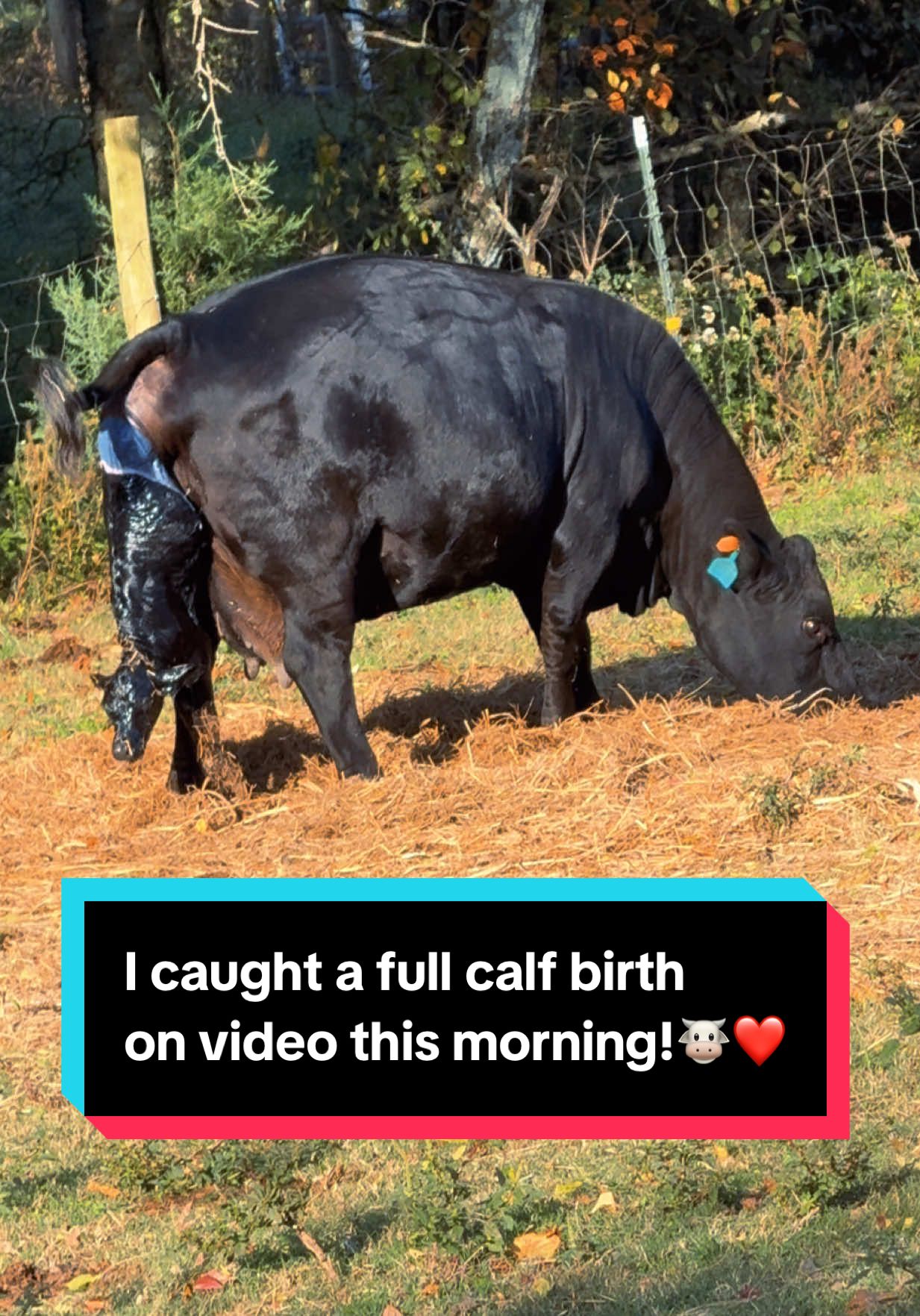I caught a full calf birth on video this morning!🐮❤️ #newborncalf #calving #calvingseason 