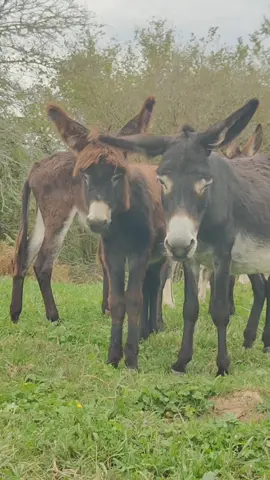 se quedan como estatuas 😊 #burrosdelasencartaciones 