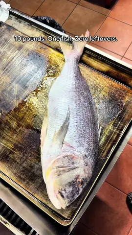 They say dentex this big are luck. I call it dinner. #dentex #zubatac #pula #fishing #seafood 