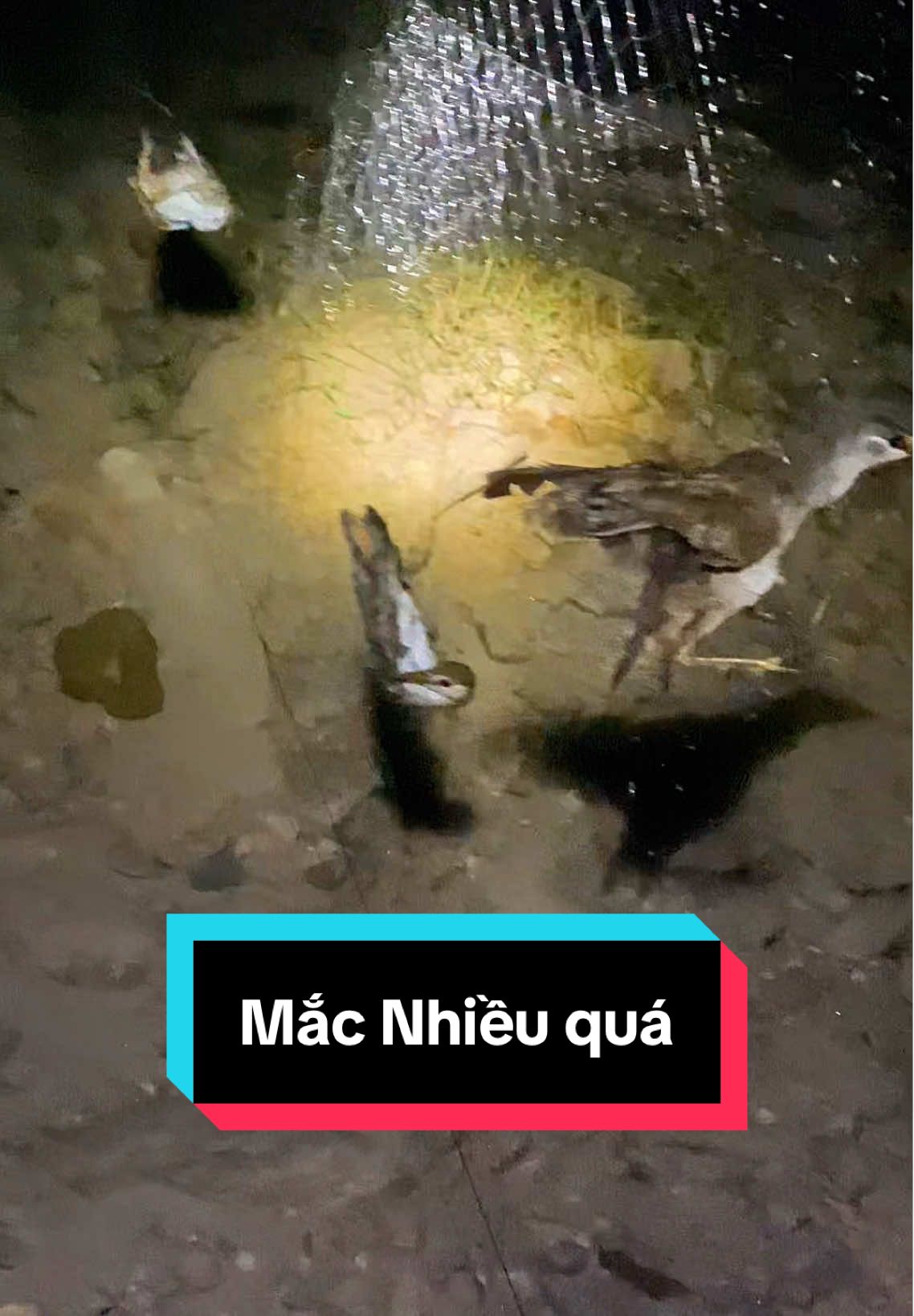 Gọi Chim Mắt Xéo  Ban Đêm Vài Cái Kết #tiengchimdem #matxeo #NvT #sandem #xuhuong 