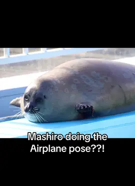 I’m sobbing he’s so adorable  Source: Azamofu_love & I forgot the other one (X/Twitter) #fyp #xzyabc #seal #sealsoftiktok #tokkaricenter 
