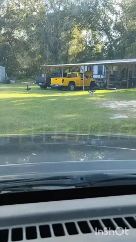 #feral #sanctuary #feedingferalcats #feralcats  Feeding the feral cats pt 17554???🤷‍♀️😻🤣