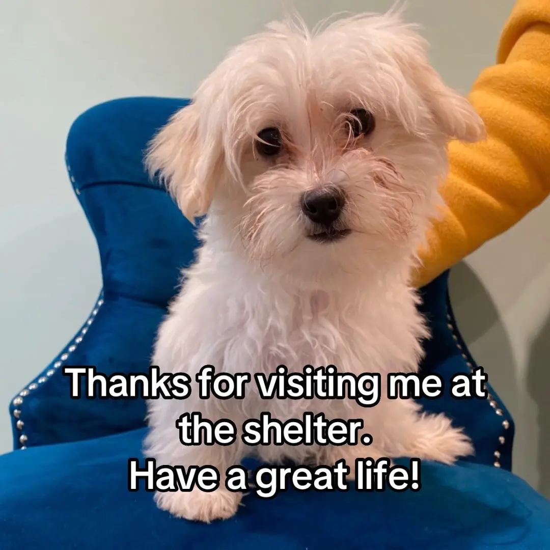 He is the most aptly named dog we’ve ever had. He is bold, mostly unafraid, and has a big personality that gives him equal weight in a pack that is 4-5X his size. He fits right in. He goes all out all day every day until he is completely physically spent. He wants cuddles to start and finish his day and then stay out of his way while he’s busy causing trouble the rest of the day. We love you “Turbs and disturbs”, Turbi, Turdo, Turbs ❤️