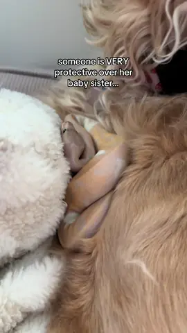 I can’t with her 😭 #ballpython #goldenretriever #goldensoftiktok #snakesoftiktok #sisters 