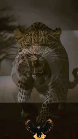 😼 لا يا بيه انا حر 😼