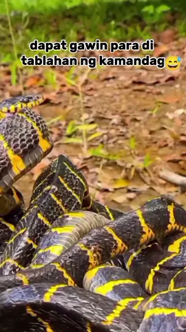 kagat ng ahas #fypシ゚ #trending #comedyvideo 