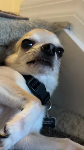 IM CRINEEEEEE😭😭😭✌️✌️🥀🥀🥀🥀#dogs INSTA IN BIO🫶🏽🫶🏽