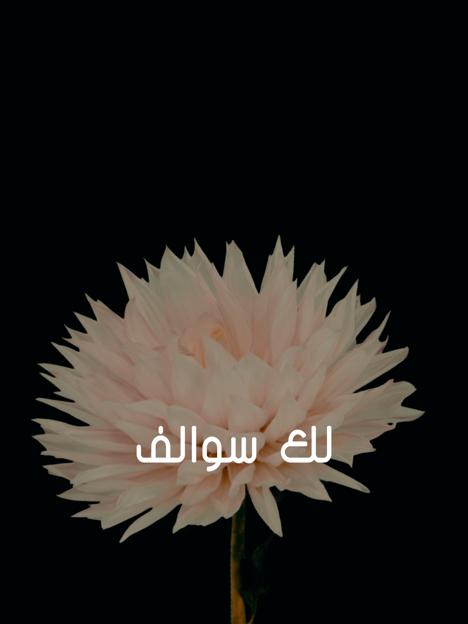 🤍🤍 لك سوالف #برهان #السعودية🇸🇦 #السعودية #السعوديه