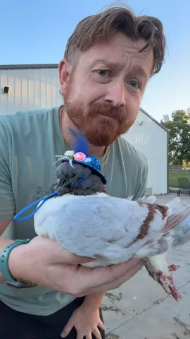 I’m officially calling 2026 the year of the pigeon #pigeon #pigeons #cute #fy #viral