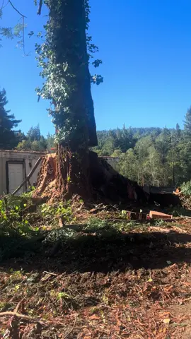 #treekillr #skullbuckethats #stihlsaw #loggingislife 