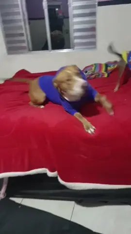 kkkkkkk #pitbull #cachorros 