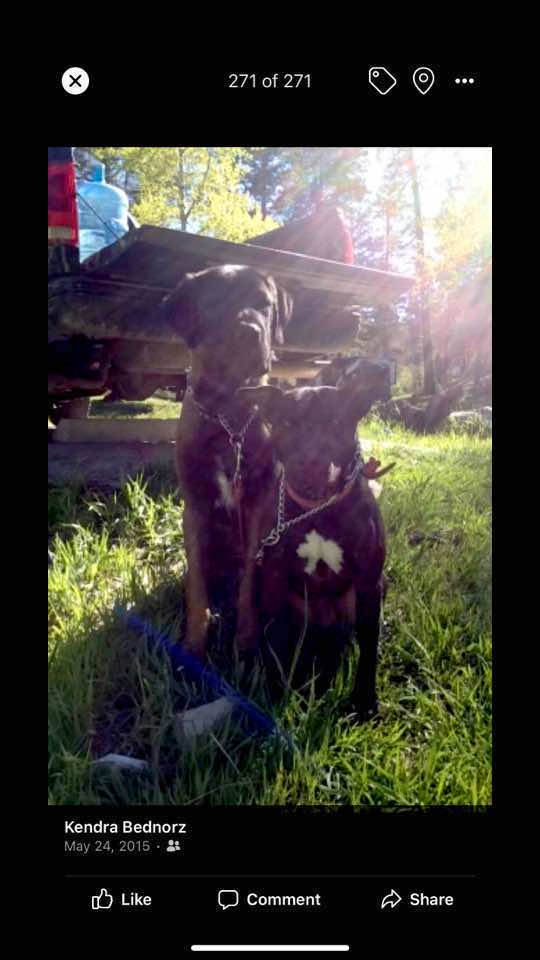 🐾 Once she made it over that Rainbow Bridge 🌈 she let me know with a little rain shower. My sweet girl, Jezebel 🐶 💛