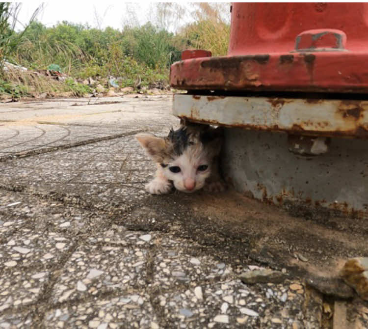 I was in the house watching a movie when I heard a strange noise outside. I went out to see what was happening. This poor kitten looked very hungry and cold, so I adopted him. #rescue #animals #cats #rescue #fyp        