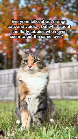 Mika appreciation post. Love her so much 🥰 #fluffytabby #mikaandmocha #Love 