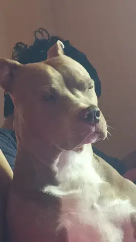 que elegancia mi bebota grande #🤣🤣🤣🤣🤣🤣🤣🤣🤣🤣🤣🤣🤣🤣🤣🤣 #🐕 