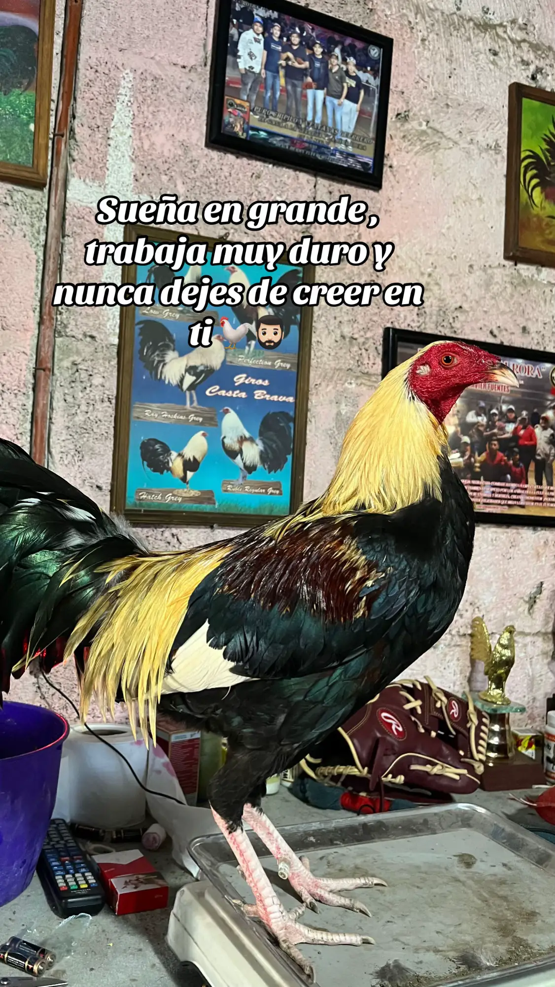 #paratiiiiiiiiiiiiiiiiiiiiiiiiiiiiiii #gallos #ftypシ 