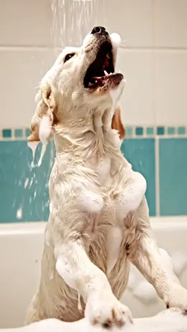 Have you ever seen anything this adorable? #puppy #cuteanimals #cutepuppy #fypシ゚viral 