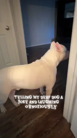 #dogsoftiktok #dogjokes 