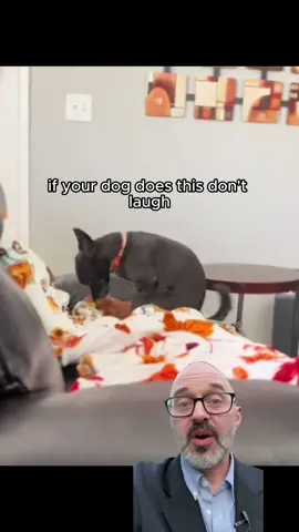 Dog owners listen carefully‼️🚨 #dogsoftiktok #dogs #fyp #dogtips #viral 