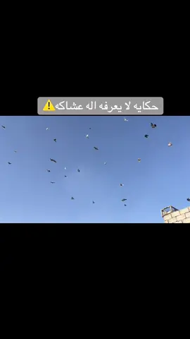 حكايه لا يعرفه اله عشاكه#اخوانه #جنايتنه #شونك ويه الحر #عمي ملينه نريد هوه#📵