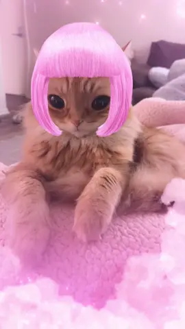 Son I love you so much #cat #catsoftiktok #cattok 