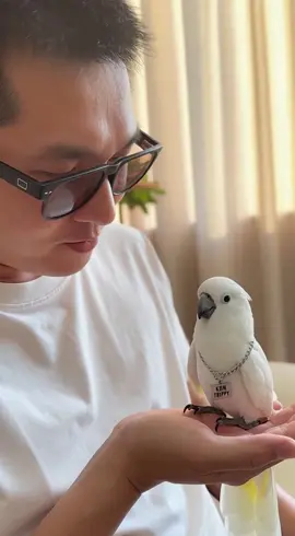 🦜 Vẹt Biết Nói Nó Rất Biết Ơn Và Hạnh Phúc 🥰 #vetbietnoi #vet #videoviral #viral 